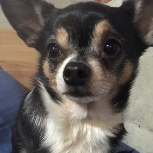 Meet your Posher, Shelby